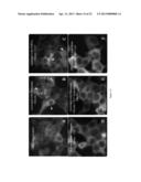 Assay for Detection of Transient Intracellular CA2+ diagram and image