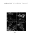 Assay for Detection of Transient Intracellular CA2+ diagram and image