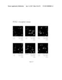 Assay for Detection of Transient Intracellular CA2+ diagram and image