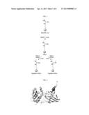 Chloroacetamidine Based Inhibitors and Activity Based Probes for the     Protein Arginine Methytransferases diagram and image