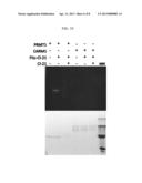 Chloroacetamidine Based Inhibitors and Activity Based Probes for the     Protein Arginine Methytransferases diagram and image