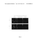 Protein Modification from the Oxidation of Clickable Polyunsaturated Fatty     Acid Analogs diagram and image