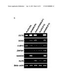 CD49F PROMOTING PROLIFERATION, MULTIPOTENCY AND REPROGRAMMING OF ADULT     STEM CELLS THROUGH PI3K/AKT/GSK3 PATHWAY diagram and image