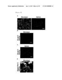 CD49F PROMOTING PROLIFERATION, MULTIPOTENCY AND REPROGRAMMING OF ADULT     STEM CELLS THROUGH PI3K/AKT/GSK3 PATHWAY diagram and image