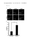 CD49F PROMOTING PROLIFERATION, MULTIPOTENCY AND REPROGRAMMING OF ADULT     STEM CELLS THROUGH PI3K/AKT/GSK3 PATHWAY diagram and image