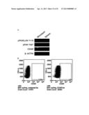 CD49F PROMOTING PROLIFERATION, MULTIPOTENCY AND REPROGRAMMING OF ADULT     STEM CELLS THROUGH PI3K/AKT/GSK3 PATHWAY diagram and image