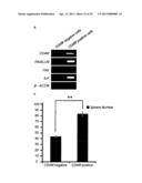 CD49F PROMOTING PROLIFERATION, MULTIPOTENCY AND REPROGRAMMING OF ADULT     STEM CELLS THROUGH PI3K/AKT/GSK3 PATHWAY diagram and image