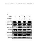 CD49F PROMOTING PROLIFERATION, MULTIPOTENCY AND REPROGRAMMING OF ADULT     STEM CELLS THROUGH PI3K/AKT/GSK3 PATHWAY diagram and image