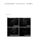 CD49F PROMOTING PROLIFERATION, MULTIPOTENCY AND REPROGRAMMING OF ADULT     STEM CELLS THROUGH PI3K/AKT/GSK3 PATHWAY diagram and image