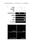 CD49F PROMOTING PROLIFERATION, MULTIPOTENCY AND REPROGRAMMING OF ADULT     STEM CELLS THROUGH PI3K/AKT/GSK3 PATHWAY diagram and image