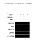 CD49F PROMOTING PROLIFERATION, MULTIPOTENCY AND REPROGRAMMING OF ADULT     STEM CELLS THROUGH PI3K/AKT/GSK3 PATHWAY diagram and image