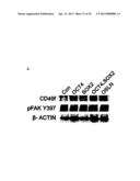 CD49F PROMOTING PROLIFERATION, MULTIPOTENCY AND REPROGRAMMING OF ADULT     STEM CELLS THROUGH PI3K/AKT/GSK3 PATHWAY diagram and image