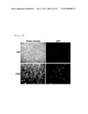 CD49F PROMOTING PROLIFERATION, MULTIPOTENCY AND REPROGRAMMING OF ADULT     STEM CELLS THROUGH PI3K/AKT/GSK3 PATHWAY diagram and image