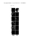 CD49F PROMOTING PROLIFERATION, MULTIPOTENCY AND REPROGRAMMING OF ADULT     STEM CELLS THROUGH PI3K/AKT/GSK3 PATHWAY diagram and image