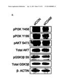 CD49F PROMOTING PROLIFERATION, MULTIPOTENCY AND REPROGRAMMING OF ADULT     STEM CELLS THROUGH PI3K/AKT/GSK3 PATHWAY diagram and image