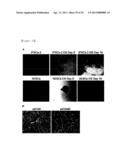 CD49F PROMOTING PROLIFERATION, MULTIPOTENCY AND REPROGRAMMING OF ADULT     STEM CELLS THROUGH PI3K/AKT/GSK3 PATHWAY diagram and image