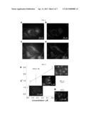 Aggregation Induced Emission Active Cytophilic Fluorescent Bioprobes for     Long-Term Cell Tracking diagram and image