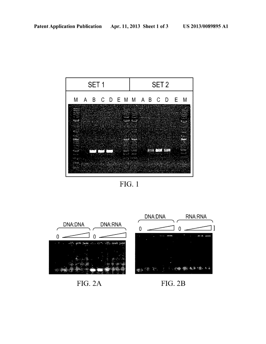 Polypeptides Having Nucleic Acid Binding Activity and Compositions and     Methods For Nucleic Acid Amplification - diagram, schematic, and image 02