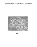 NOVEL THRAUSTOCHYTRID-BASED MICROALGAE, AND METHOD FOR PREPARING BIO-OIL     BY USING SAME diagram and image