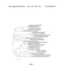 NOVEL THRAUSTOCHYTRID-BASED MICROALGAE, AND METHOD FOR PREPARING BIO-OIL     BY USING SAME diagram and image