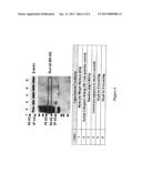 Alternating Electric Current Directs, Enhances, and Accelerates     Mesenchymal Stem Cell Differentiation Into Either Osteoblasts or     Chondrocytes But Not Adipocytes diagram and image