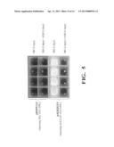 YARROWIA N-ALKANE-HYDROXYLATING CYTOCHROME P450 PROMOTER REGIONS FOR GENE     EXPRESSION IN YEAST diagram and image