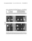 Biological Markers of Chronic Wound Tissue and Methods of Using for     Criteria in Surgical Debridement diagram and image