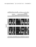 Biological Markers of Chronic Wound Tissue and Methods of Using for     Criteria in Surgical Debridement diagram and image