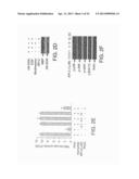 COMPOSITIONS INCLUDING TRICIRIBINE AND TAXANES AND METHODS OF USE THEREOF diagram and image