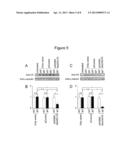 AGENT FOR SUPPRESSING EXPRESSION OF DOMINANT ALLELE diagram and image