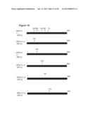 ANTIBODIES TO TUMOR ASSOCIATED PROTEINS diagram and image