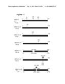 ANTIBODIES TO TUMOR ASSOCIATED PROTEINS diagram and image