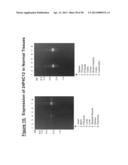 ANTIBODIES TO TUMOR ASSOCIATED PROTEINS diagram and image