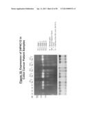 ANTIBODIES TO TUMOR ASSOCIATED PROTEINS diagram and image