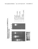 ANTIBODIES TO TUMOR ASSOCIATED PROTEINS diagram and image