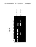 ENA NUCLEIC ACID PHARMACEUTICALS CAPABLE OF MODIFYING SPLICING OF mRNA     PRECURSORS diagram and image