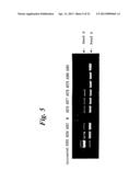 ENA NUCLEIC ACID PHARMACEUTICALS CAPABLE OF MODIFYING SPLICING OF mRNA     PRECURSORS diagram and image