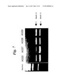 ENA NUCLEIC ACID PHARMACEUTICALS CAPABLE OF MODIFYING SPLICING OF mRNA     PRECURSORS diagram and image