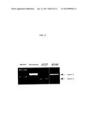 ENA NUCLEIC ACID PHARMACEUTICALS CAPABLE OF MODIFYING SPLICING OF mRNA     PRECURSORS diagram and image