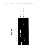 ENA NUCLEIC ACID PHARMACEUTICALS CAPABLE OF MODIFYING SPLICING OF mRNA     PRECURSORS diagram and image