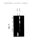 ENA NUCLEIC ACID PHARMACEUTICALS CAPABLE OF MODIFYING SPLICING OF mRNA     PRECURSORS diagram and image