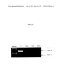 ENA NUCLEIC ACID PHARMACEUTICALS CAPABLE OF MODIFYING SPLICING OF mRNA     PRECURSORS diagram and image