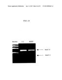 ENA NUCLEIC ACID PHARMACEUTICALS CAPABLE OF MODIFYING SPLICING OF mRNA     PRECURSORS diagram and image