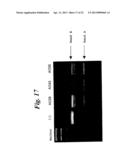 ENA NUCLEIC ACID PHARMACEUTICALS CAPABLE OF MODIFYING SPLICING OF mRNA     PRECURSORS diagram and image