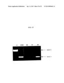 ENA NUCLEIC ACID PHARMACEUTICALS CAPABLE OF MODIFYING SPLICING OF mRNA     PRECURSORS diagram and image