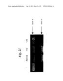 ENA NUCLEIC ACID PHARMACEUTICALS CAPABLE OF MODIFYING SPLICING OF mRNA     PRECURSORS diagram and image