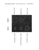 METHOD FOR DETECTING COMPOUNDS THAT MODULATE THE CHOLESTEROL METABOLISM diagram and image