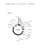 Cosmid Vector for Transforming Plant and Use Thereof diagram and image