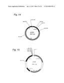 Cosmid Vector for Transforming Plant and Use Thereof diagram and image