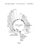 RECOMBINANT HUMAN NAGLU PROTEIN AND USES THEREOF diagram and image